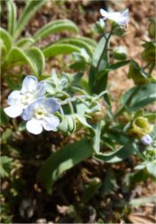 omphalodes-linifolia